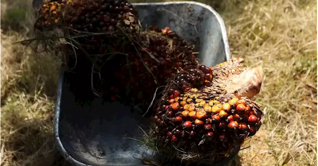 Malaysia slams EU deforestation-free law for blocking palm oil market access