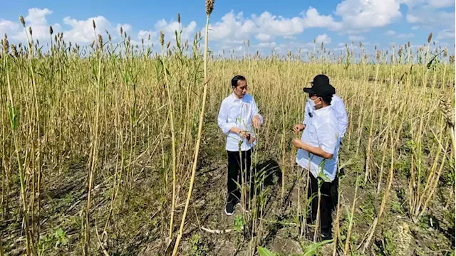 Amid depleting rice stocks, Indonesia looks to sorghum for food security