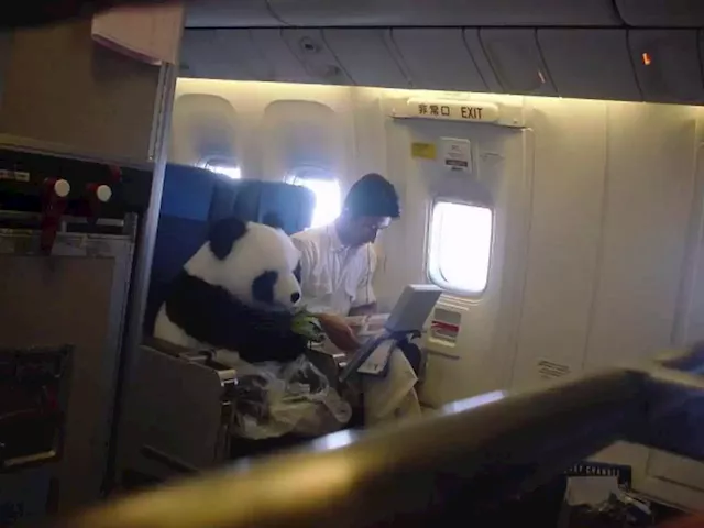 Is This a Live Panda Flown from China to U.S. in Business Class?