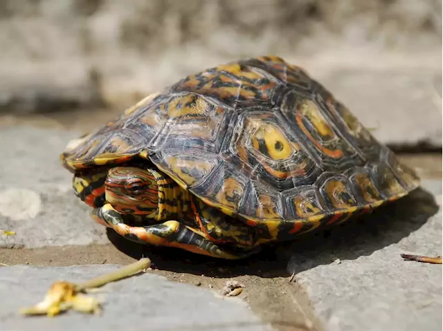 A scientist's recordings reveal turtles coo, squeak, and croak. Listen to their rarely-heard calls. | Business Insider