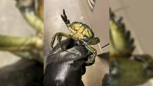 WDFW: 30 pounds of invasive green crab confiscated from Seattle seafood market