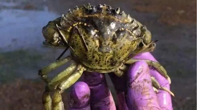 Green crabs illegally sold at Pike Place Market confiscated