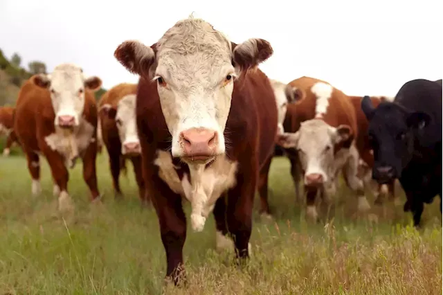 OPINION | Less burping, more meat and milk - how livestock farmers can help tackle the climate crisis | Business