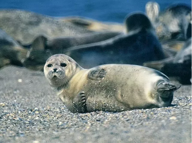 2,500 endangered Caspian seals mysteriously washed up dead on a Russian coast | Business Insider