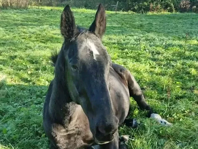 Police appeal after elderly horse stolen and led through Telford's Christmas market