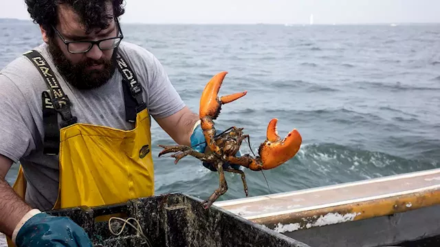 Maine lobstermen warn Biden admin is trying to put them out of business with harsh eco rules