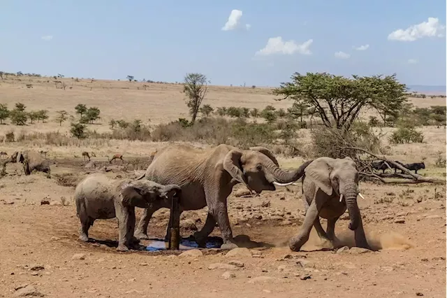 Kenya drought leaves wildlife gasping for breath | Business