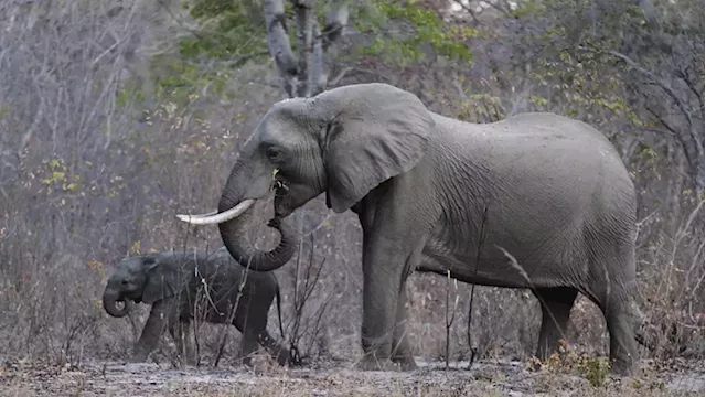 Botswana investigates elephant deaths near Chobe National Park - SABC News - Breaking news, special reports, world, business, sport coverage of all South African current events. Africa's news leader.