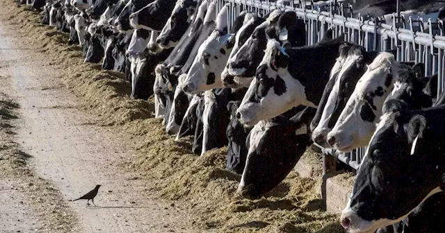 Letter: Discussions of water conservation must include the dairy industry