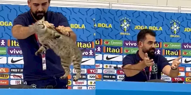 A cute cat wandered into one of Brazil's World Cup press conferences, and then was literally thrown out | Business Insider