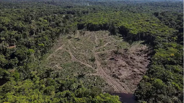 Brazil risks losing control of the Amazon to organised crime, judge warns - SABC News - Breaking news, special reports, world, business, sport coverage of all South African current events. Africa's news leader.