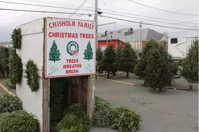 Truro's Christmas tree market faces high demand, dwindling supply | SaltWire