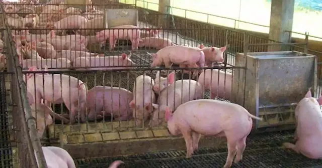 To protect hog industry: DA to set up P100M worth of ASF mobile labs