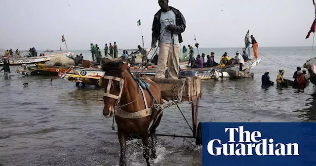 Fish oil and fishmeal industry harming food security in west Africa, warns UN