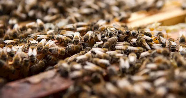 60,000 bees stolen from grocery company’s pollinator field in Pennsylvania