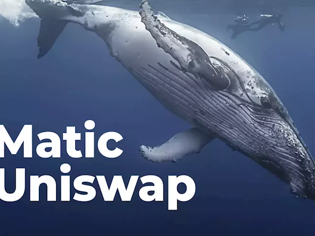 Matic, Uniswap Among Most Purchased Tokens by Whales as Market Dips