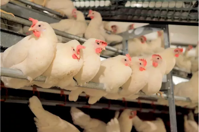 Industry adjusts to growing demand for cage-free eggs