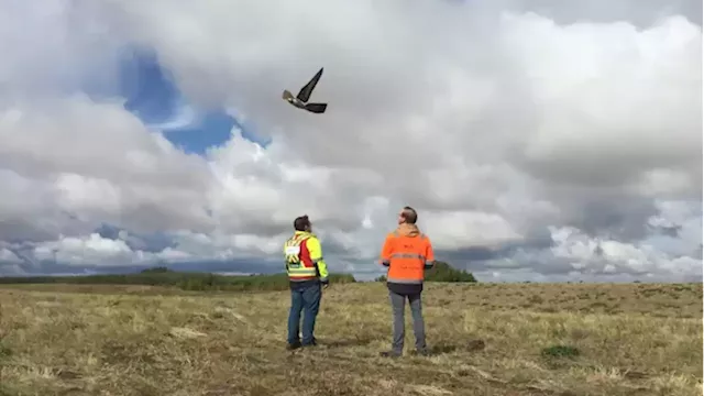 Drone company looks to self-piloted peregrines to patrol oilsands tailings ponds | CBC News