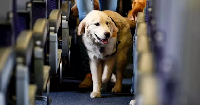 Demand for service dogs unleashes a 'Wild West' market