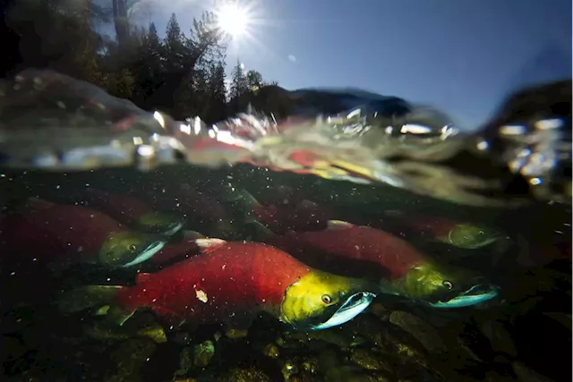 Pacific Salmon Treaty failing to address harvest of struggling B.C. stocks: advocates