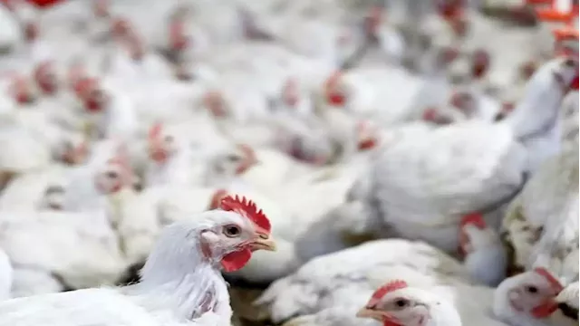 Eastern Cape family starts chicken business with R350 grant - SABC News - Breaking news, special reports, world, business, sport coverage of all South African current events. Africa's news leader.