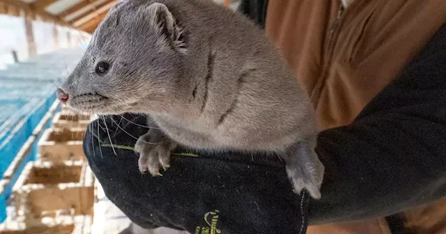 This Utah mink farmer wants to build a legacy. But will his industry survive?