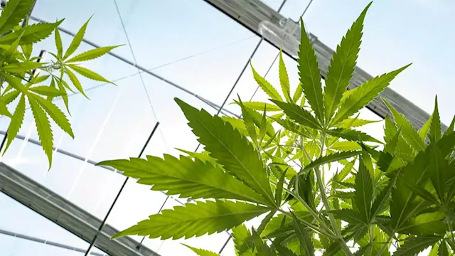 NY eyeing $200M pot business equity fund