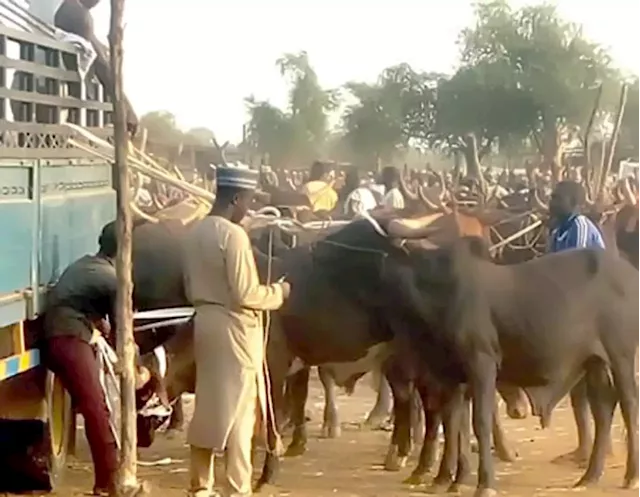 Arewa Group Condemns Killing Of 8 In Abia Cattle Market