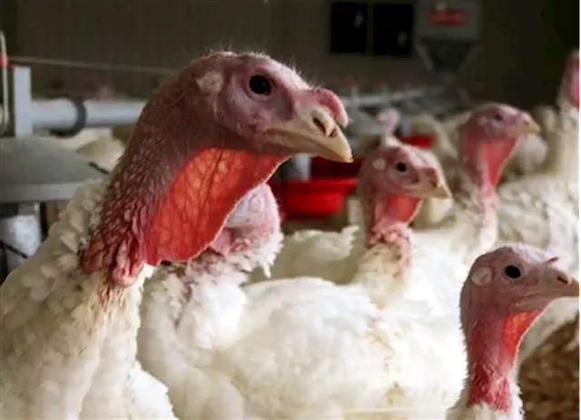 Flock of Tyson Foods chickens test positive for bird flu; company ramps up biosecurity measures