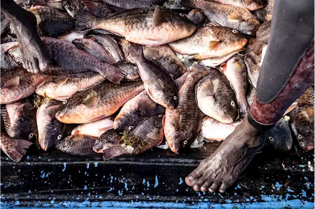 African countries must protect their fish stocks from the EU