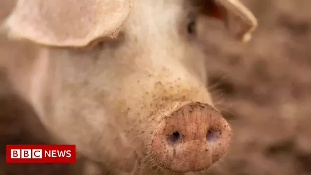 Pig industry facing 'biggest crisis' for 25 years, says Norfolk farmer