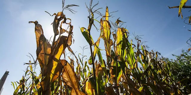 Business Maverick: Commodities From Gold to Grains Rally as Russia Faces Isolation