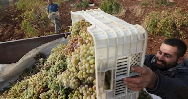 Wine industry | Heatwave impacts grape harvest