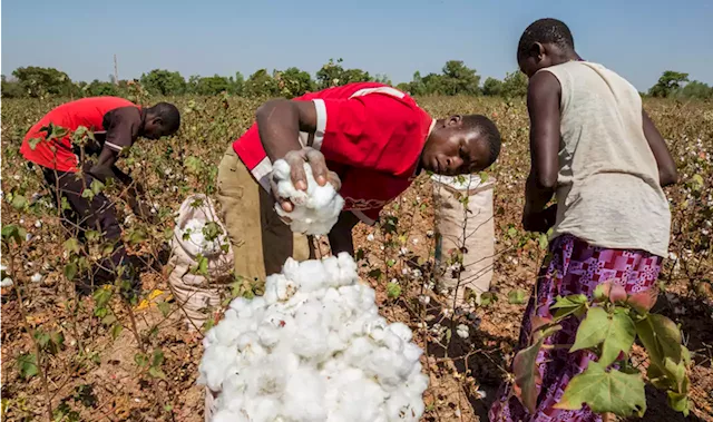 Nigeria’s Cotton Industry Goes Moribund Despite Huge Potential