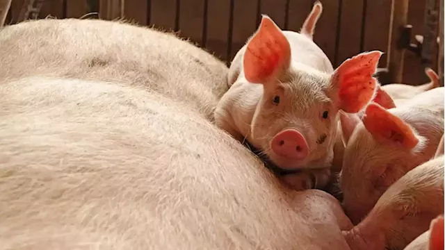 Small-scale pig farmers in North West confronted with the possibility of closing down business - SABC News - Breaking news, special reports, world, business, sport coverage of all South African current events. Africa's news leader.