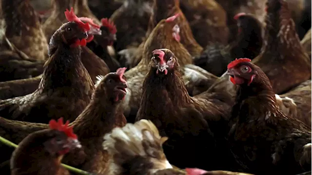 Cameroon reports outbreak of H5N1 bird flu - SABC News - Breaking news, special reports, world, business, sport coverage of all South African current events. Africa's news leader.