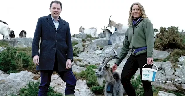 Minister to look at changing law to stop ‘trophy-hunting’ of old Irish goats | Business Post