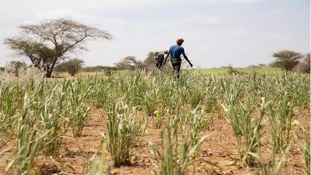 Millions facing severe hunger in Horn of Africa - UN food agency - SABC News - Breaking news, special reports, world, business, sport coverage of all South African current events. Africa's news leader.