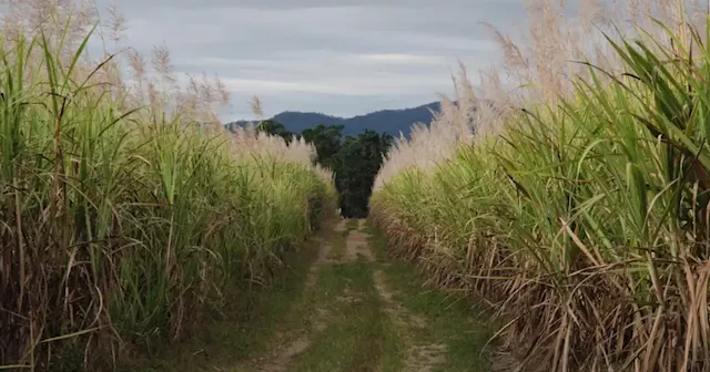 SONA 2022 | Sugar cane industry master plan