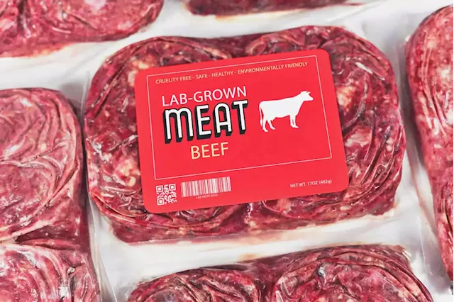 SA company to launch first 'cruelty free' lab beef burger