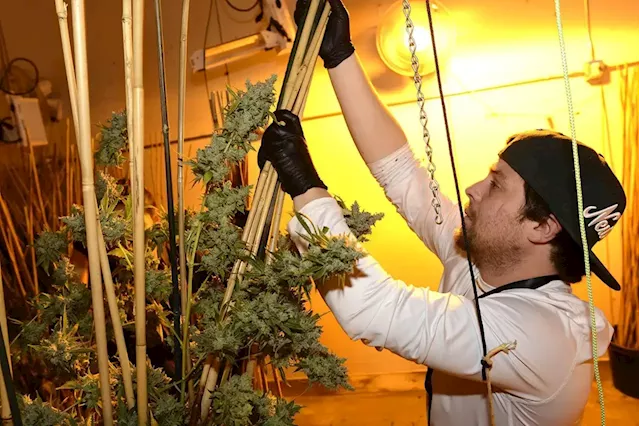 State-Funded Marijuana Business Grants Now Available in Colorado