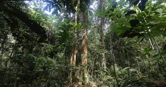 Malaysian Timber Industry Board: Govt allocates RM500m for Forest Plantation Development Programme 2021-2025 | Malay Mail