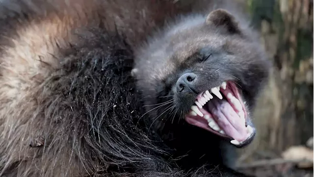 Wolverine photographed at Yellowstone National Park in rare sighting, tour company says