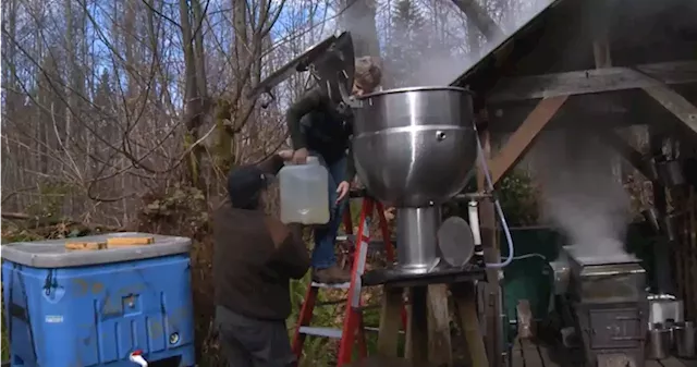 Sticky side hustle: B.C.’s thriving maple syrup industry | Globalnews.ca