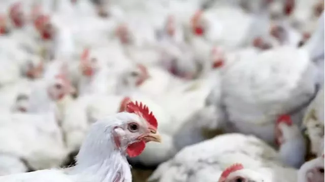 Egypt's GASC delays poultry tender deadline to March 20 and adjusts arrival dates - SABC News - Breaking news, special reports, world, business, sport coverage of all South African current events. Africa's news leader.