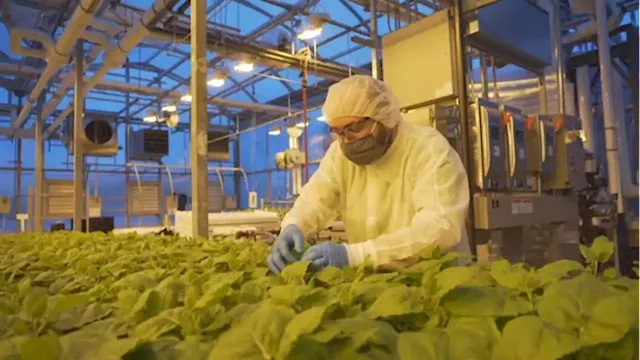 Quebec's Medicago COVID-19 vaccine faces WHO rejection over company's tobacco ties | CBC News