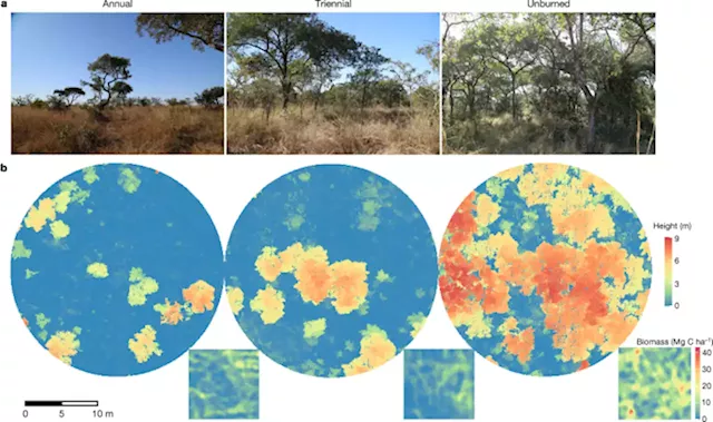 Limited increases in savanna carbon stocks over decades of fire suppression - Nature