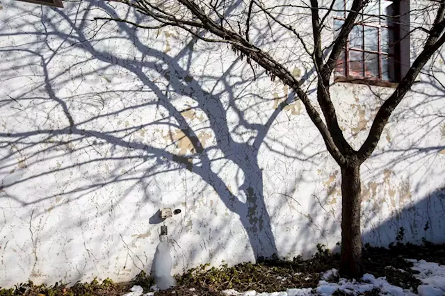 Harrisburg begins project to replace trees along Market Street