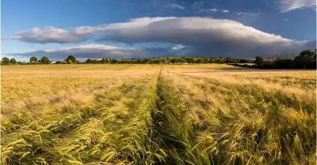 Susan O’Keeffe: For the wrong reasons, Ireland could become a self-sufficient, food-secure country | Business Post