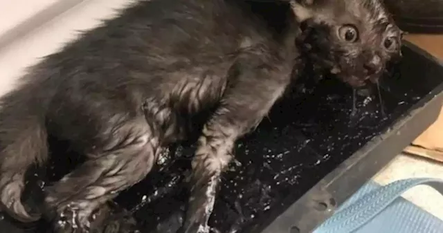 Kitten found stuck in glue trap at Tampines wet market